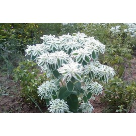 Seeds4planting - Seeds Snow on The Mountain Euphorbia Marginata Spurge Annual Flowers Non GMO