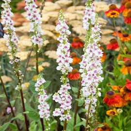 Outsidepride 1000 Seeds Perennial Verbascum Mullein Wedding Candles Flower Seeds for Planting