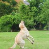 XGYLVFEI Small & Medium Dog Frisbee Dog Catch Toys/Floating Interactive
