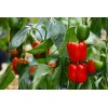 Kwik Grow 100 California Wonder Bell Pepper Heirloom Seeds, NON-GMO,