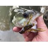 Rebel LIVEFLEX™ Creek Craw Soft Plastic - GP Craw -