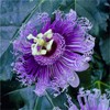 50pcs Mix Color Passion Flower Seeds Rare Potted Plants for
