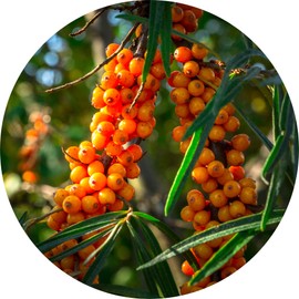 Living Libations Seabuckthorn Carrier Oil, 15ml