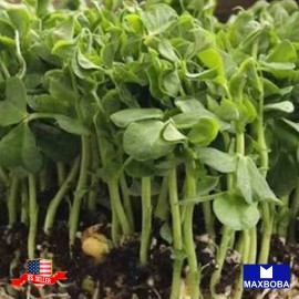 Maxboba Pea Green Microgreens Seeds Organic  Non-GMO Heirloom - 384 Seeds or 2 oz.