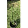 Horsetail Reeds 15-20 Count, 15-30 Inches Tall Equisetum Hyemale LIVE