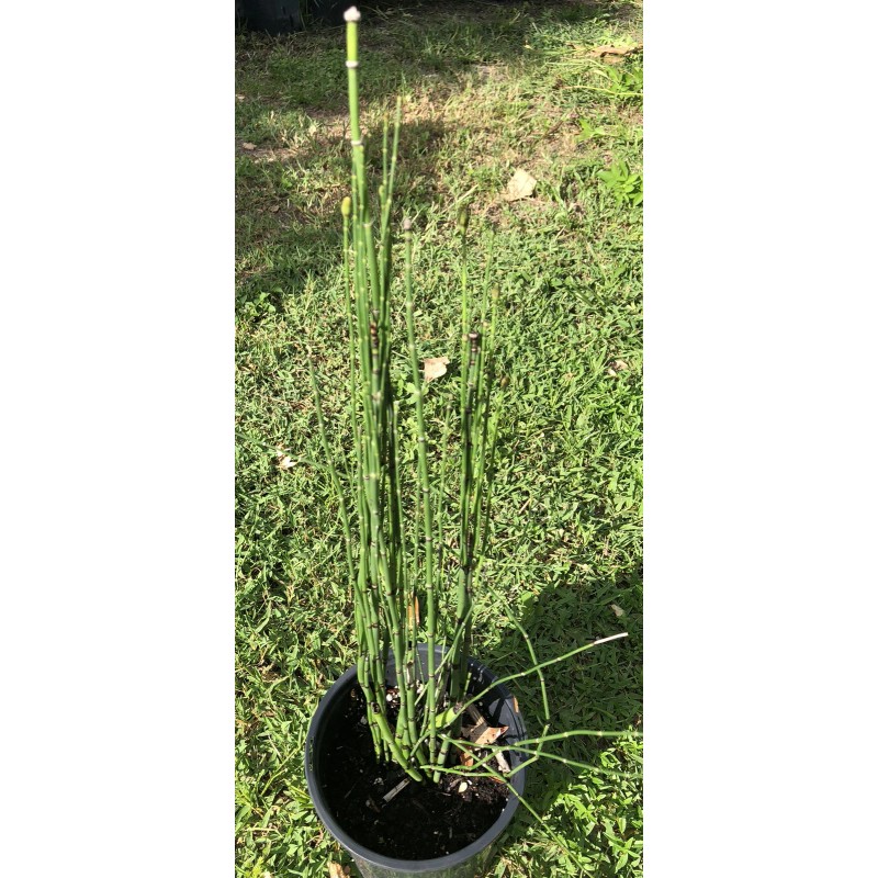 Horsetail Reeds 15-20 Count, 15-30 Inches Tall Equisetum Hyemale LIVE