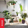 Kadax Decorative Flower Pot, for Flowers and Plants, with bottom