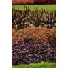 Park Seed Grow Your Own Coleus Seed Plant, Coral Candy