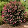 First Editions Plum Magic Crape Myrtle, Plum-Colored Flowering, Low-Maintenance, 12-18