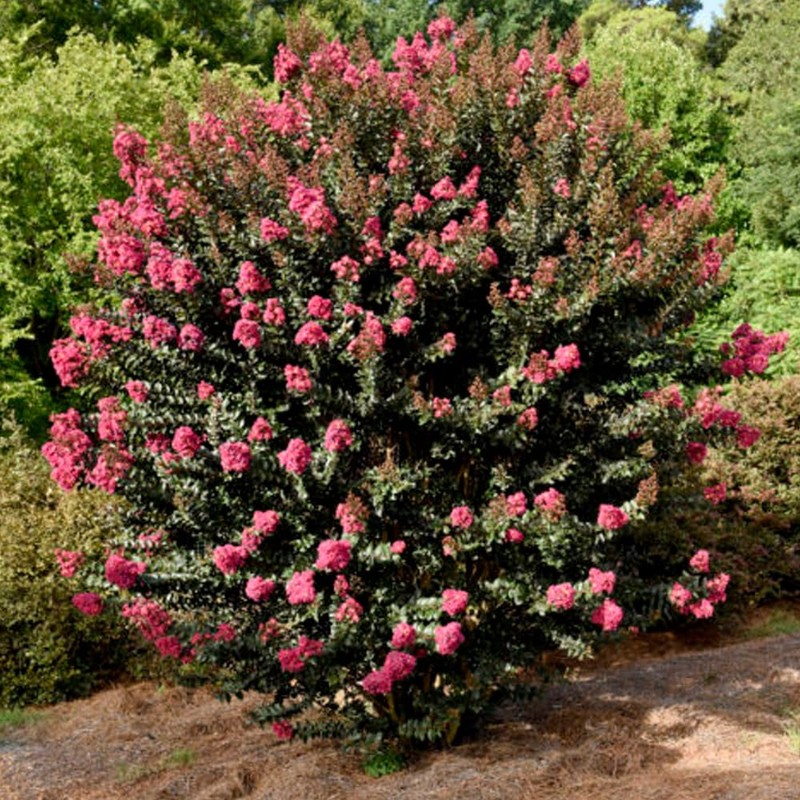 First Editions Plum Magic Crape Myrtle, Plum-Colored Flowering, Low-Maintenance, 12-18