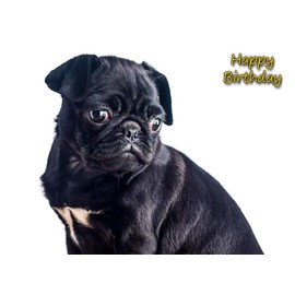 Pug Birthday Card