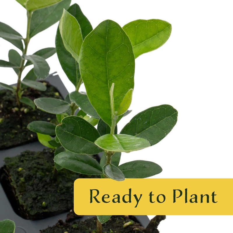 6 Pineapple Guava (Feijoa) Trees | 6 Saplings in 2.5-inch