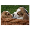 Beagle Wall Calendar 2025 DIN A3 Landscape CALVENDO Monthly Calendar