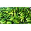 FUN AND GROW SEEDS: Seeds Pickling Cucumber Zasol Non GMO