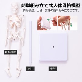 Human Body Model, 8.7 inches (22 cm), High Quality, Exquisite for Teaching Materials, Skeletal Model, Skeletal Specimen, Bone Model, 7 Positions, Complex Postures, Bone Specimen Human Body, 8.7 inches (22 cm), Stylish Base Included, Can Be Used for Room 