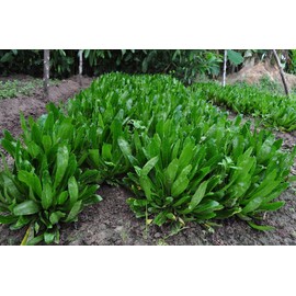 4,000+ Seeds Thai Organic Parsley (Non GMO), Culantro, Mexican Coriander, Recao, Cilantro ancho, Long Coriander, Parsley (Eryngium foetidum) Herb Seeds.