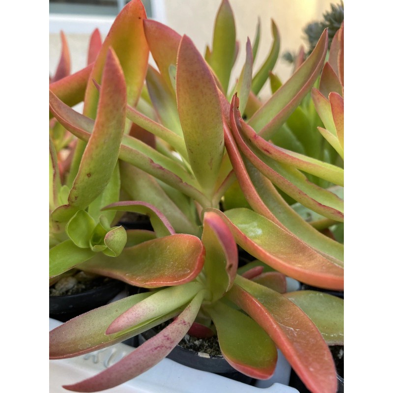 Jade RARE 2 STUNNING Crassula Capitella 'Campfire' with roots- Jade