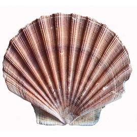 One (1) Irish Flat Scallop Shell Seashell 4" Kids Crafts Beach Coastal Cottage Nautical Decor