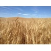 Soft White Wheat 15 Lbs, Joseph's Grainery Wheat Berries, All