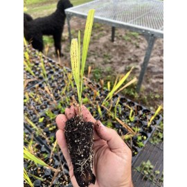 Unbranded 2 seedlings Mediterranean Fan Palm Tree, Chamaerops Humilis