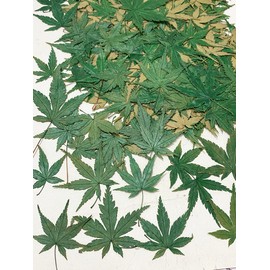 HANDI-KAFU Green Maple Leaf Real Natural Dried Pressed Flowers for Resin Art Craft DIY Pack of 12