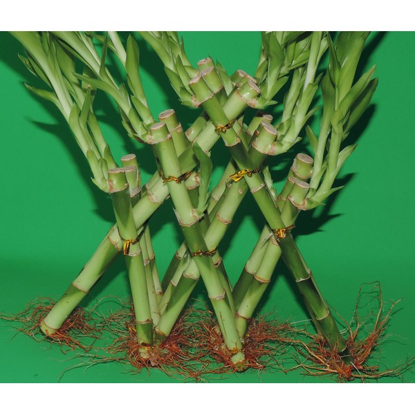 Lucky Bamboo-3 Tier Pyramid 6'' 8'' 10'' TOP Total About 18 Stalks 12 Inches Tall From Jmbamboo