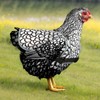 Chicken Aprons For Hens | Chicken Saddle Protection Outfits With