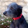 Bioflow Dog Collar Red Small (up to 45cm)