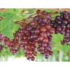 Kurt Adler 100-LIGHT SET GRAPE CLUSTER Red BURGUNDY GRAPE Indoor/Outdoor