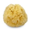Natural Sea Sponges for Bathing: 5pc Gift in Premium Bag