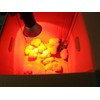Heat Lamp for Chickens Coop Tiny Chick Brooder, Infrared Flood