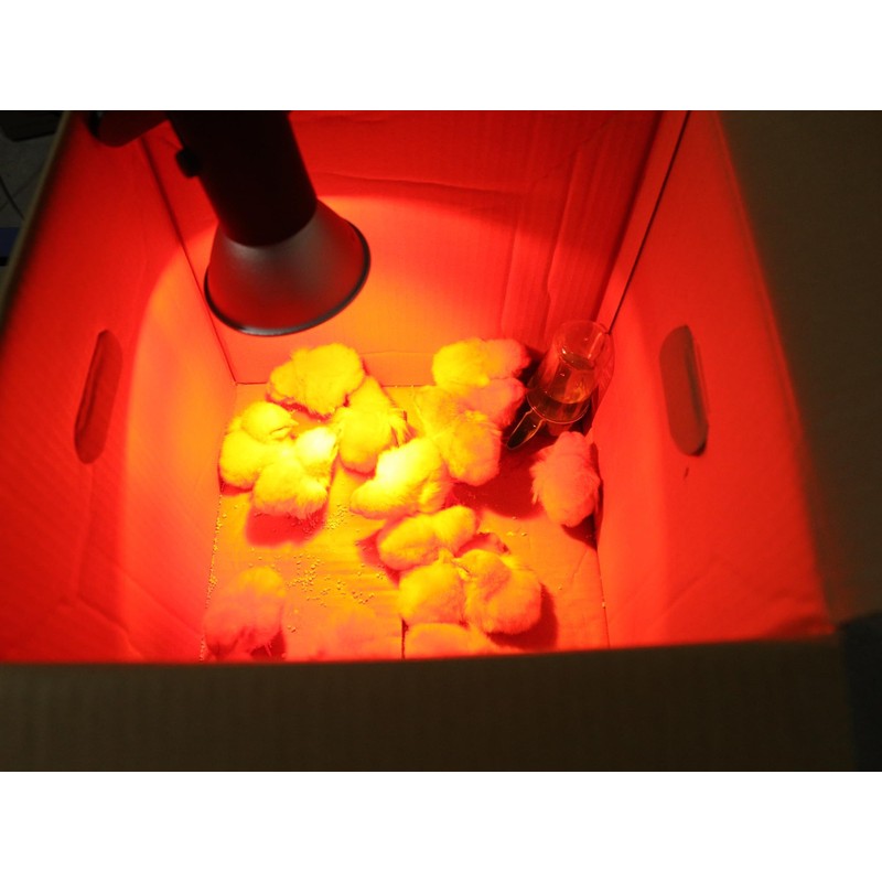 Heat Lamp for Chickens Coop Tiny Chick Brooder, Infrared Flood