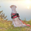 Service Dog Vest, DEWVIE Dog Harness and Leash Set with