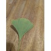 Ginkgo Leaf Natural Dried ~ Ginkgo biloba 100% Premium California