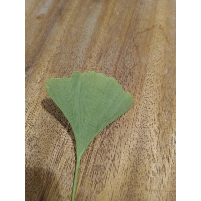 Ginkgo Leaf Natural Dried ~ Ginkgo biloba 100% Premium California
