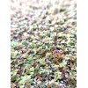 BUY 2 GET 1 FREE Azolla Filiculoides Fairy Moss Live