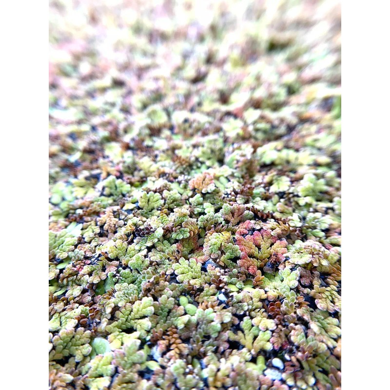 BUY 2 GET 1 FREE Azolla Filiculoides Fairy Moss Live