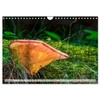 Mushrooms - Little Giants (Wall Calendar 2025 DIN A4 Landscape),