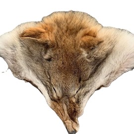 Real Coyote Head Pelt Fur Pelts Hides Imitation Wolf Head Skin Furs， Pelts Decorative Animal Skin Costume (Large)