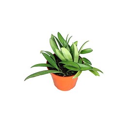 Hoya Kentiana 'Narrow Leaf' - 4'' from California Tropicals Active