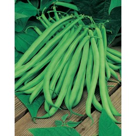 Bean Blue Lake Great Heirloom Garden Vegetable by Seed Kingdom 30 Seeds