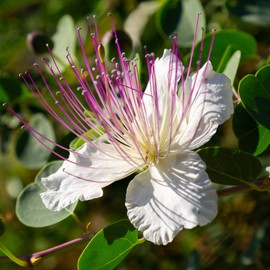 Outsidepride 200 Seeds Perennial Capparis Spinosa Caper Bush Flinders Rose Flower Seeds for Planting