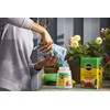 Miracle-Gro All Purpose Plant Food Plant Fertilizer (6 Pack), 3