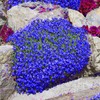 Magic Blue Creeping Thyme Seeds for Planting-16000PCS Thymus Serpyllum Heirloom