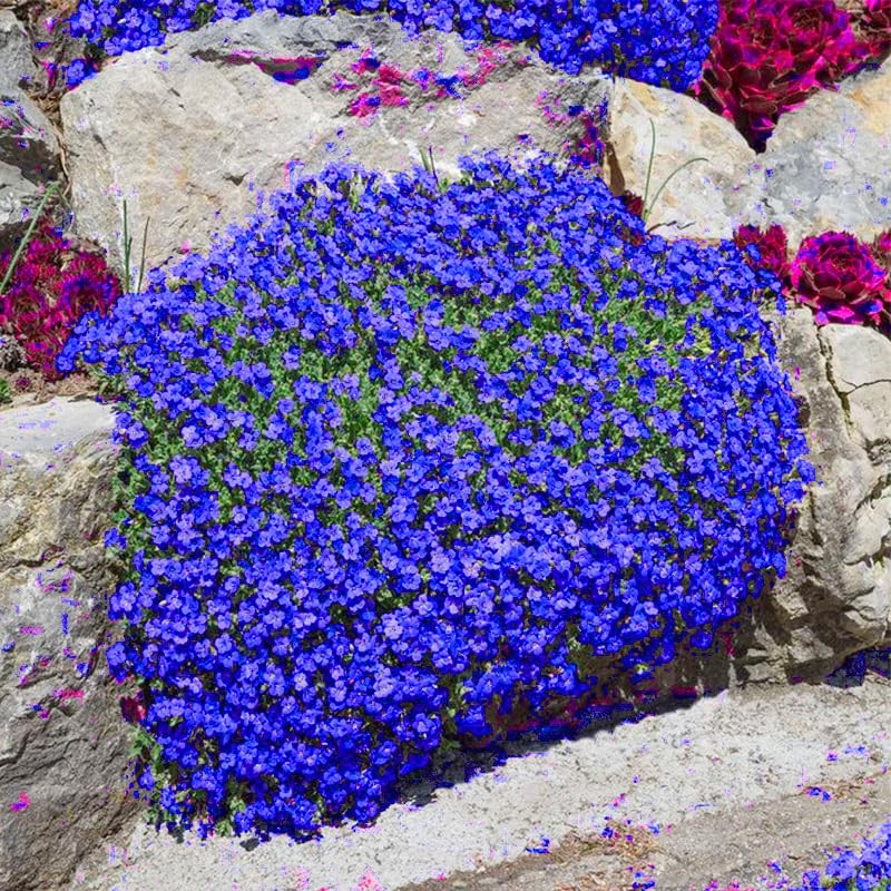 Magic Blue Creeping Thyme Seeds for Planting-16000PCS Thymus Serpyllum Heirloom