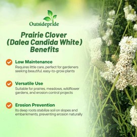 Outsidepride White Prairie Clover Seeds - 1/4 lb. Perennial Seeds for Planting, Easy to Grow, Drought & Heat Tolerant, High Protein Forage for Livestock, Ideal for Meadow Gardens, & Xeriscaping