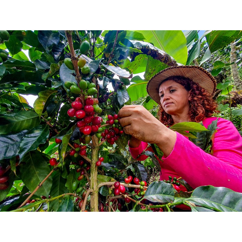 Cafe Don Pedro American Roast Naturally Low Acid Coffee -