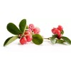 Nature Tea Wintergreen Leaf - Dried Gaultheria procumbens Leaf C/S