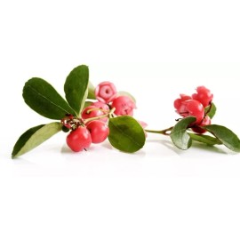 Nature Tea Wintergreen Leaf - Dried Gaultheria procumbens Leaf C/S from 100% Nature (4 oz)