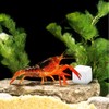 DQITJ 24 Pcs Reptile Calcium Stone Natural Calcium Mineral for